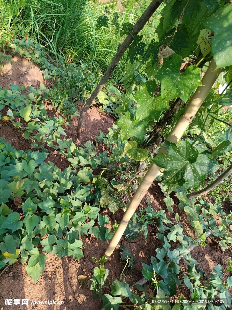 菜园中的繁茂绿色植物