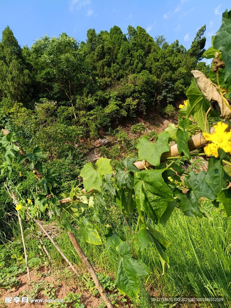 山间繁茂绿植与明艳小花