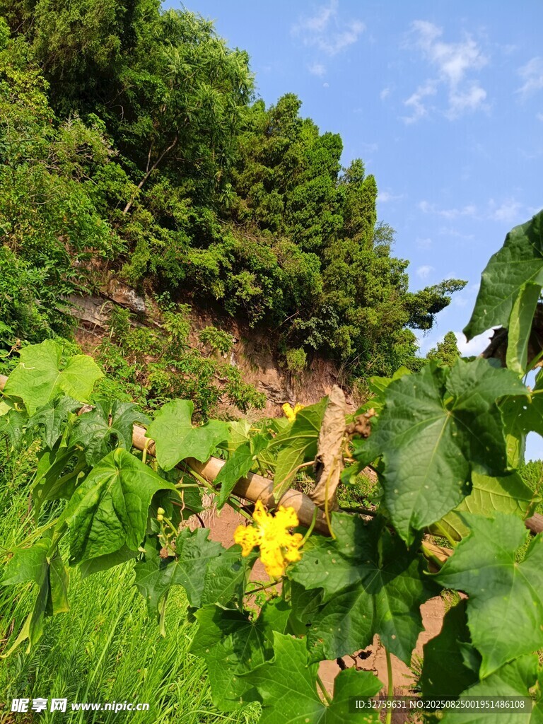 山间绿植中的黄色小花