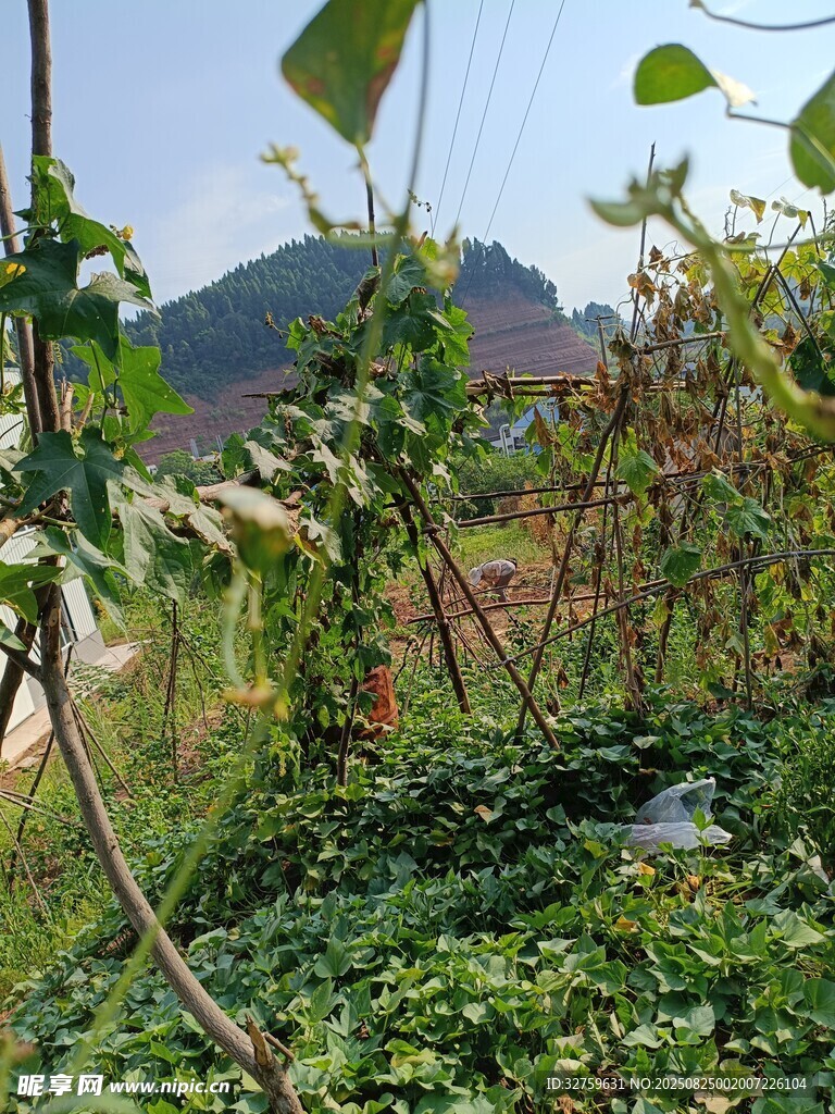 田园绿植景象
