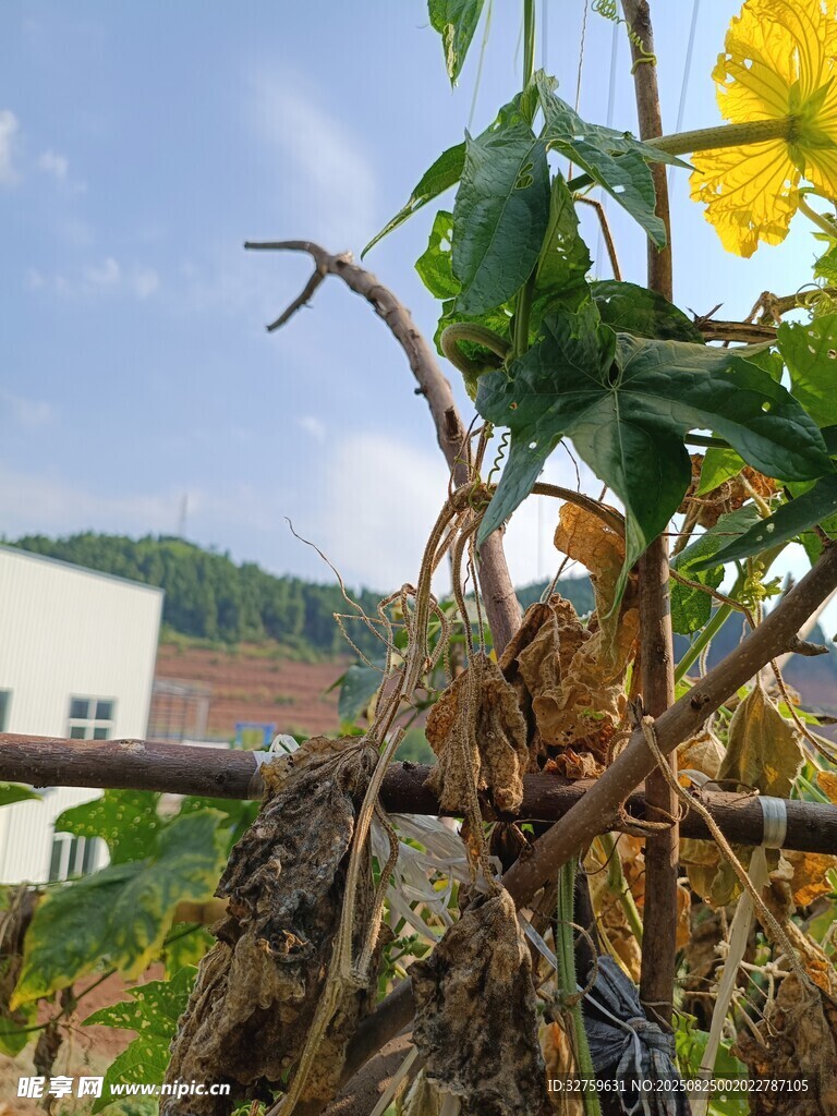 枯萎的植物与背景建筑
