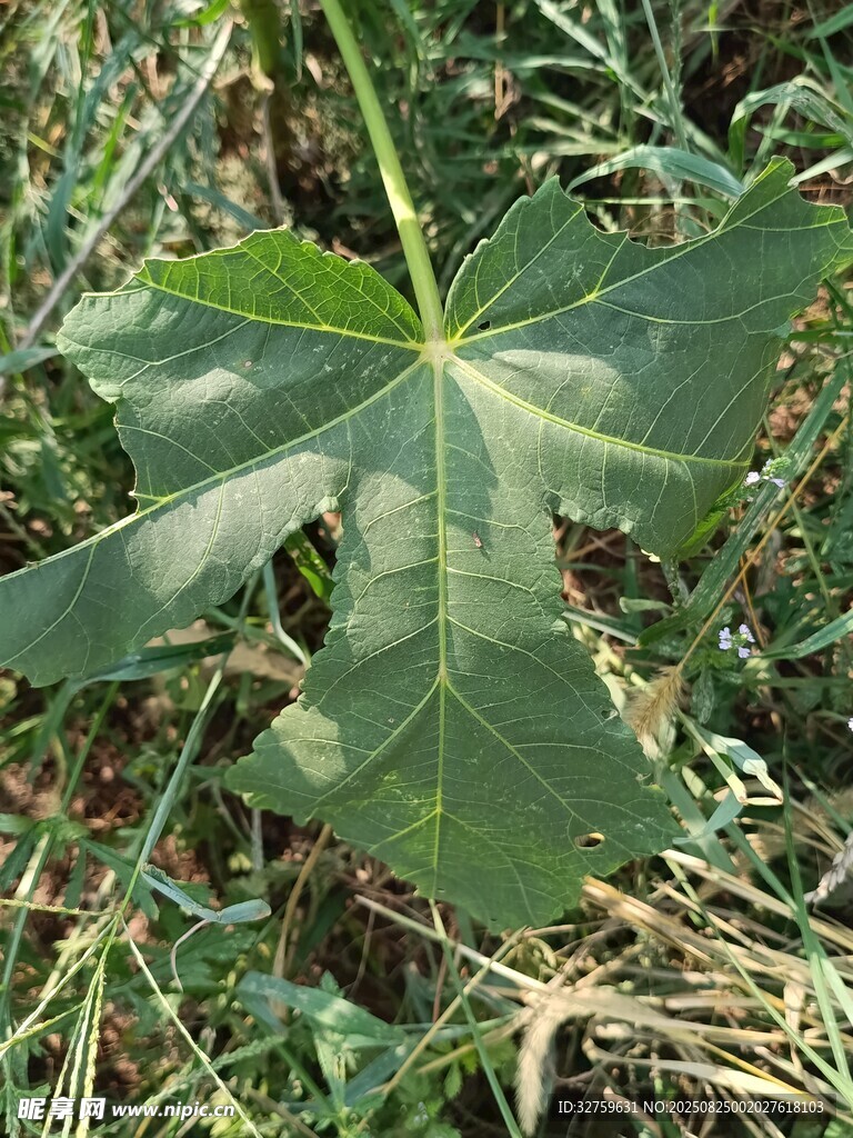野外生长的大片绿色叶片