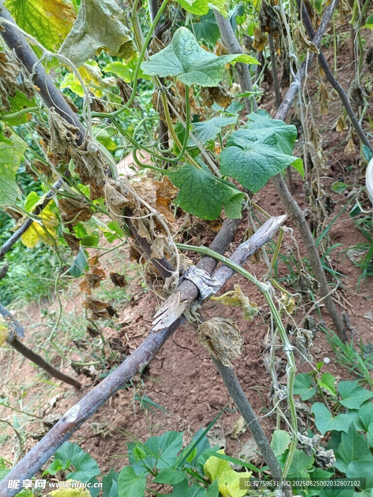 藤蔓缠绕的野外植物景象