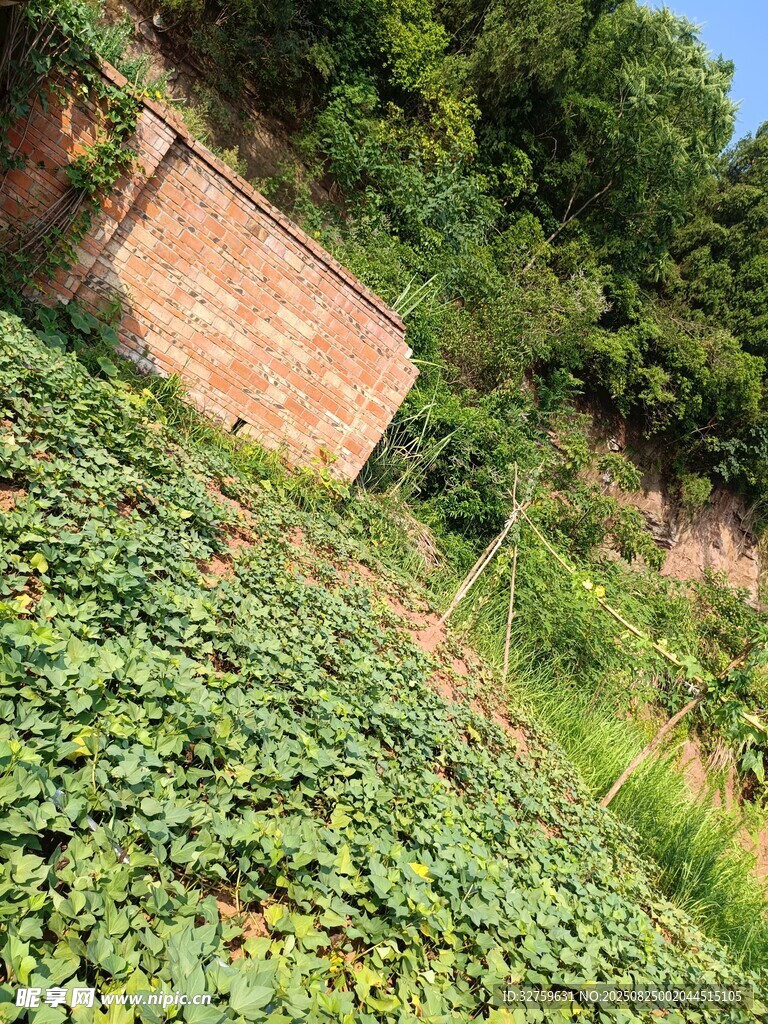 砖墙旁繁茂的绿色植物