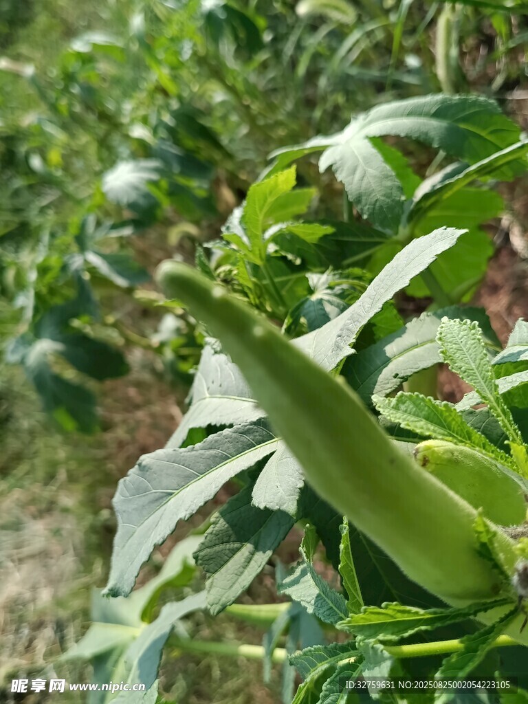 田间生长的鲜嫩秋葵