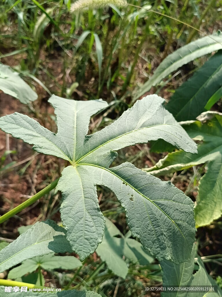 绿叶繁茂的奇特植物