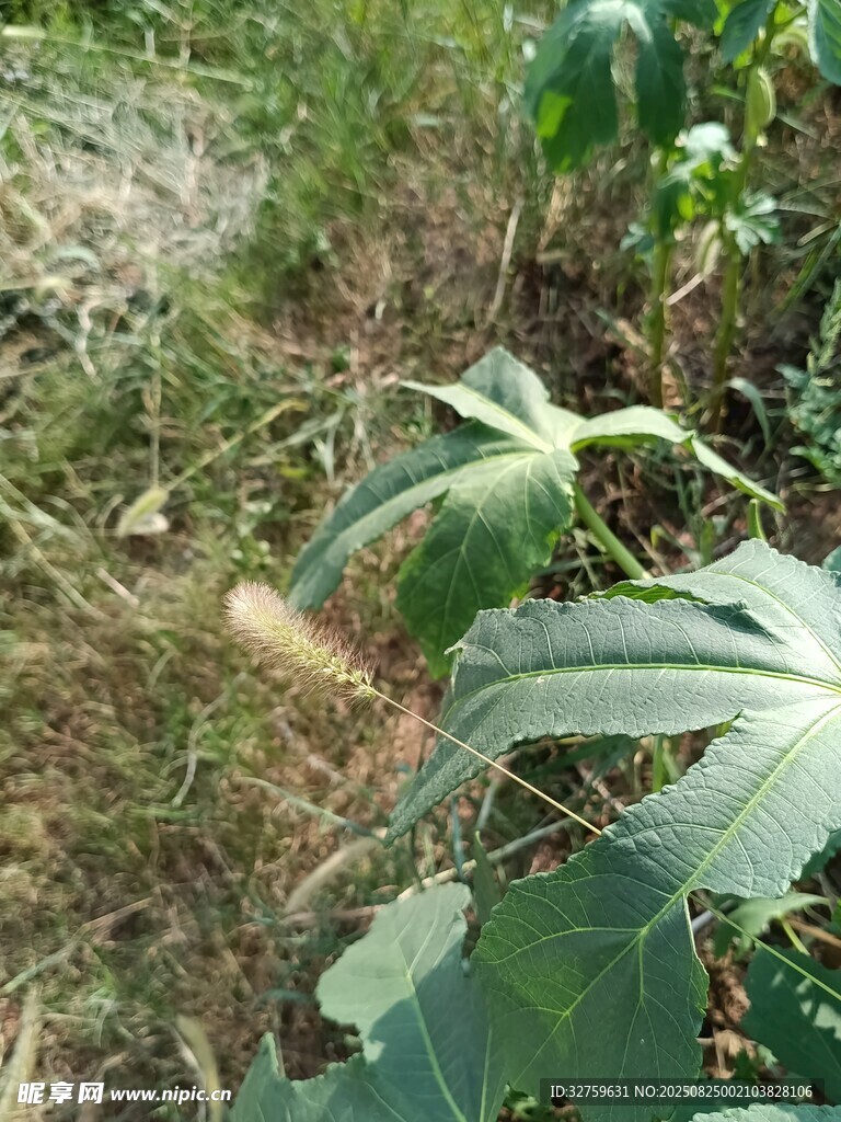 野外的绿色植物景象