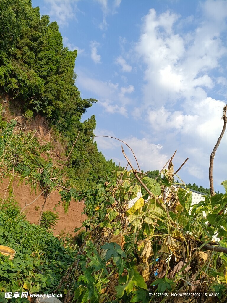 山坡绿植与蓝天白云景象