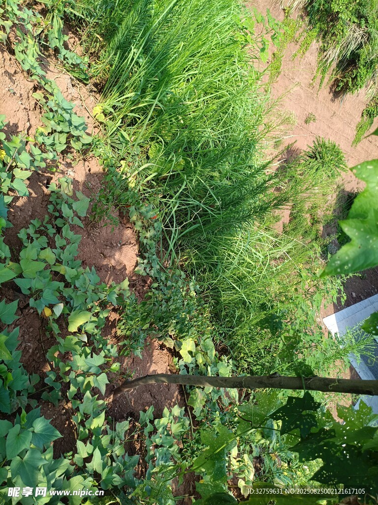 俯瞰绿植繁茂的自然景致