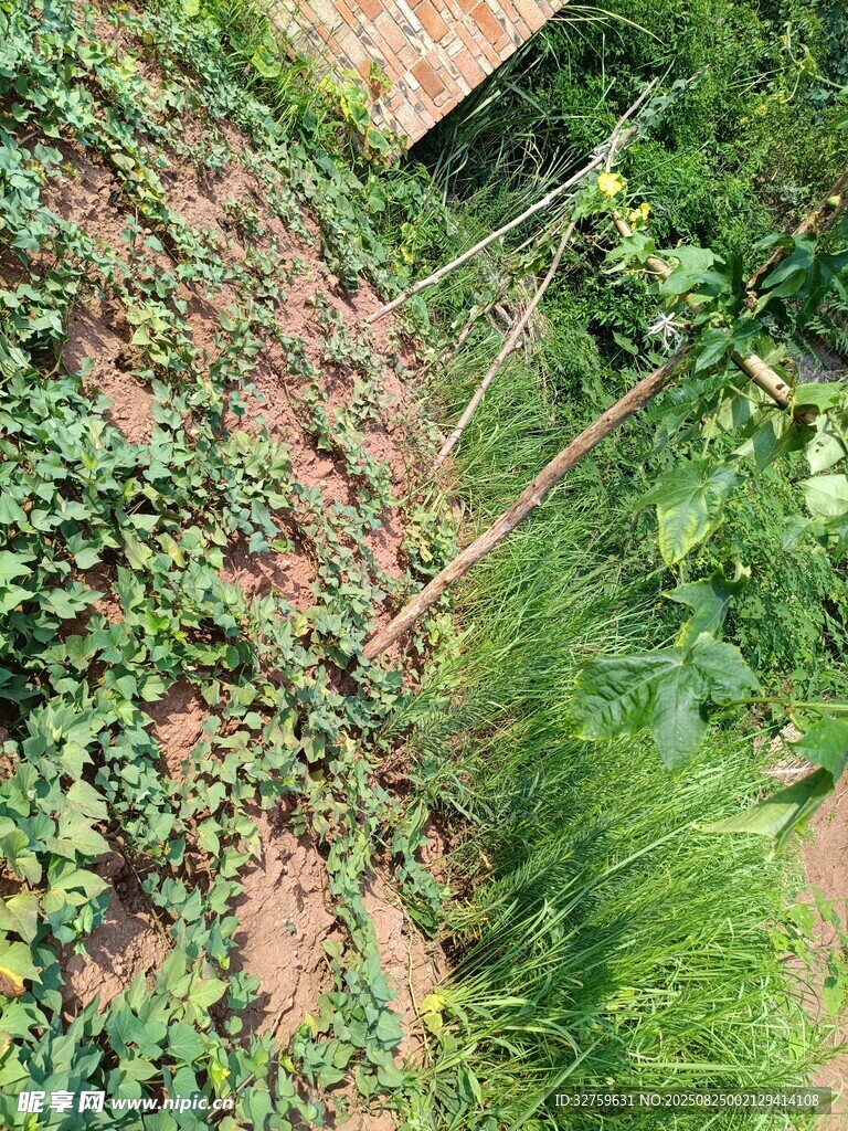 墙边繁茂绿植景象