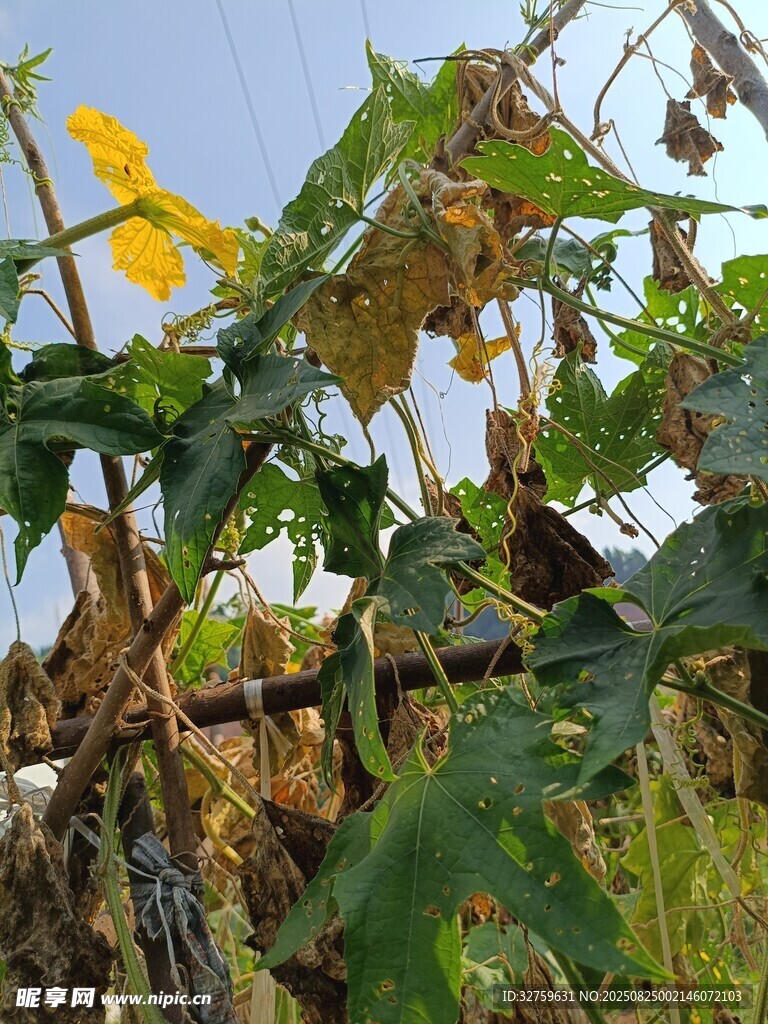 枯萎与生机并存的植物