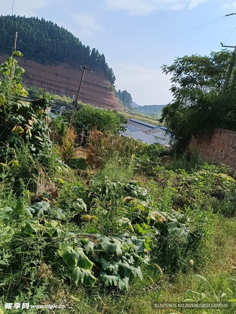 野外繁茂绿植景观