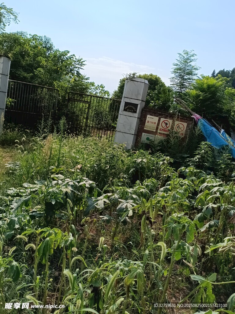 废弃设备被绿植环绕