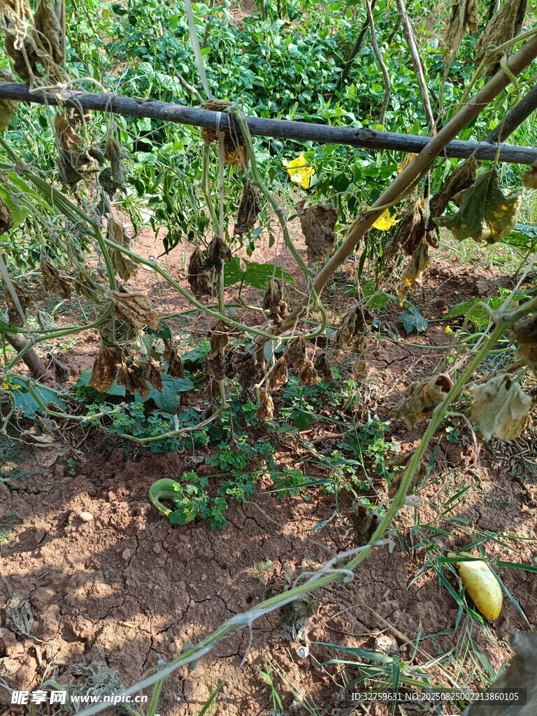 藤蔓间的绿植与果实