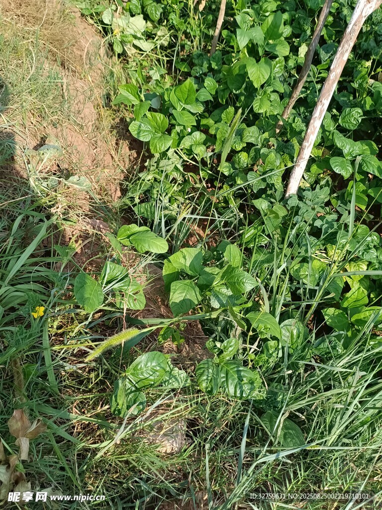 地面繁茂绿植景观