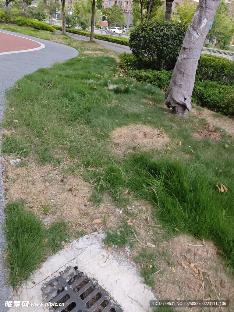 路边草地斑秃及排水口
