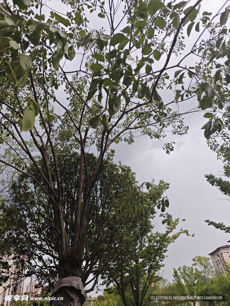 繁茂绿树 