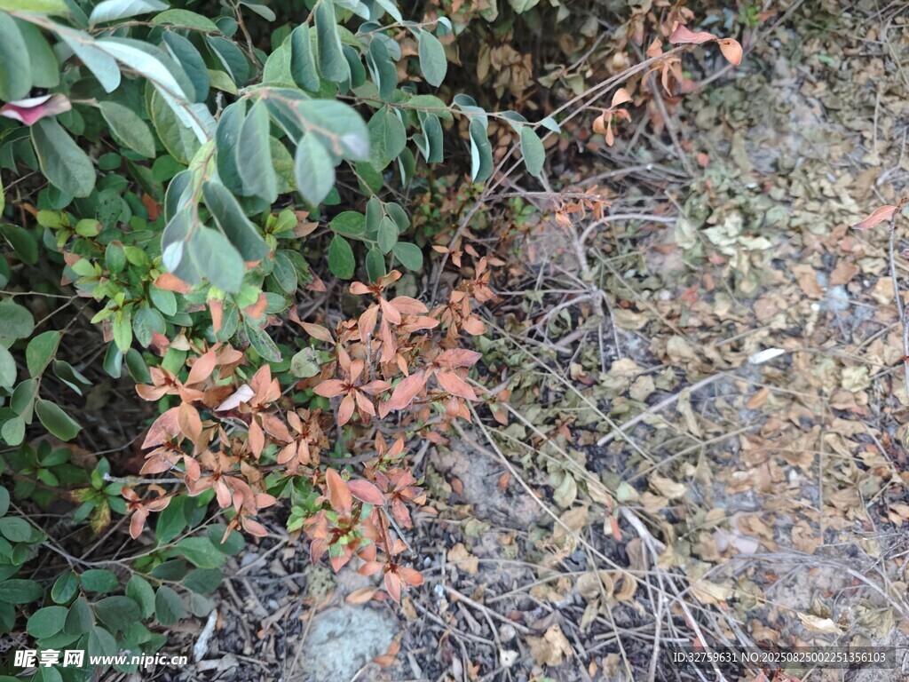 绿叶间的红色植物景观