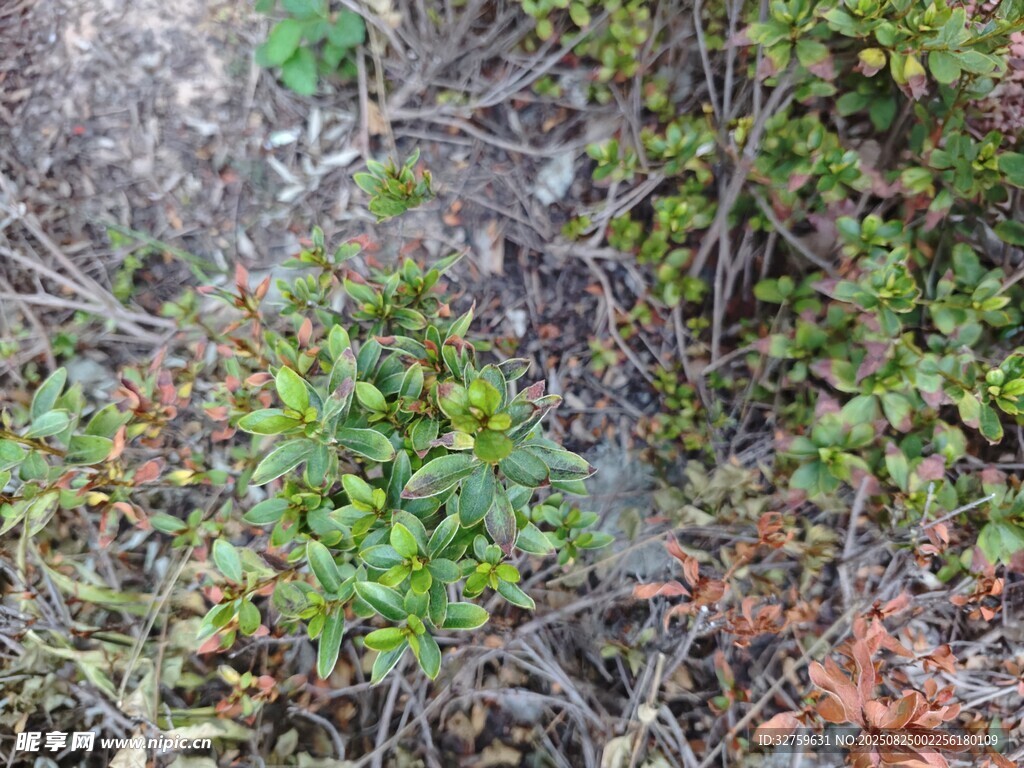 地面繁茂绿植与枯枝