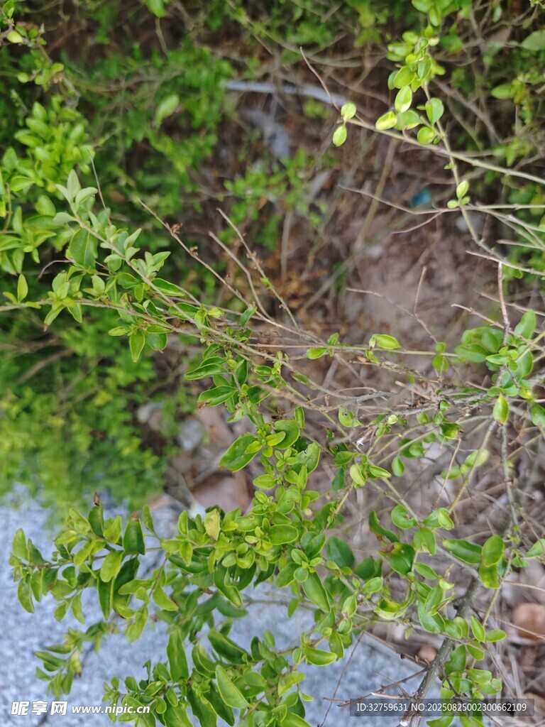 溪边繁茂绿植景象