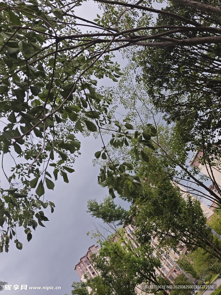 仰视视角下的繁茂树木