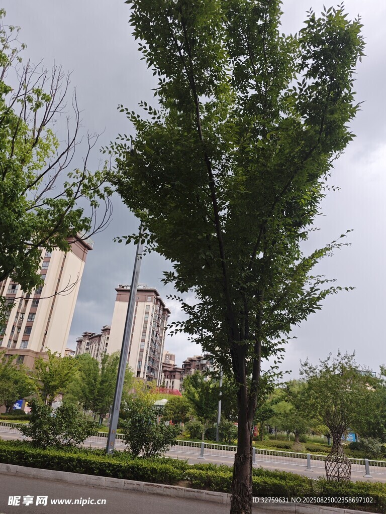 城市路边挺拔绿树