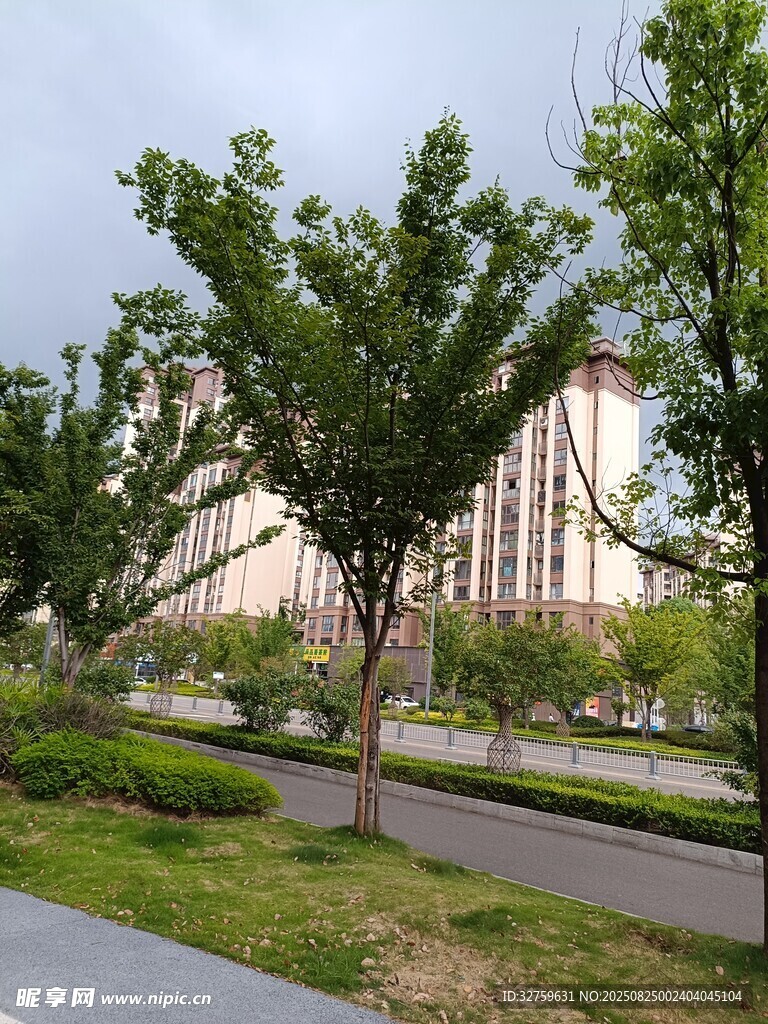 城市公园绿树成荫景象
