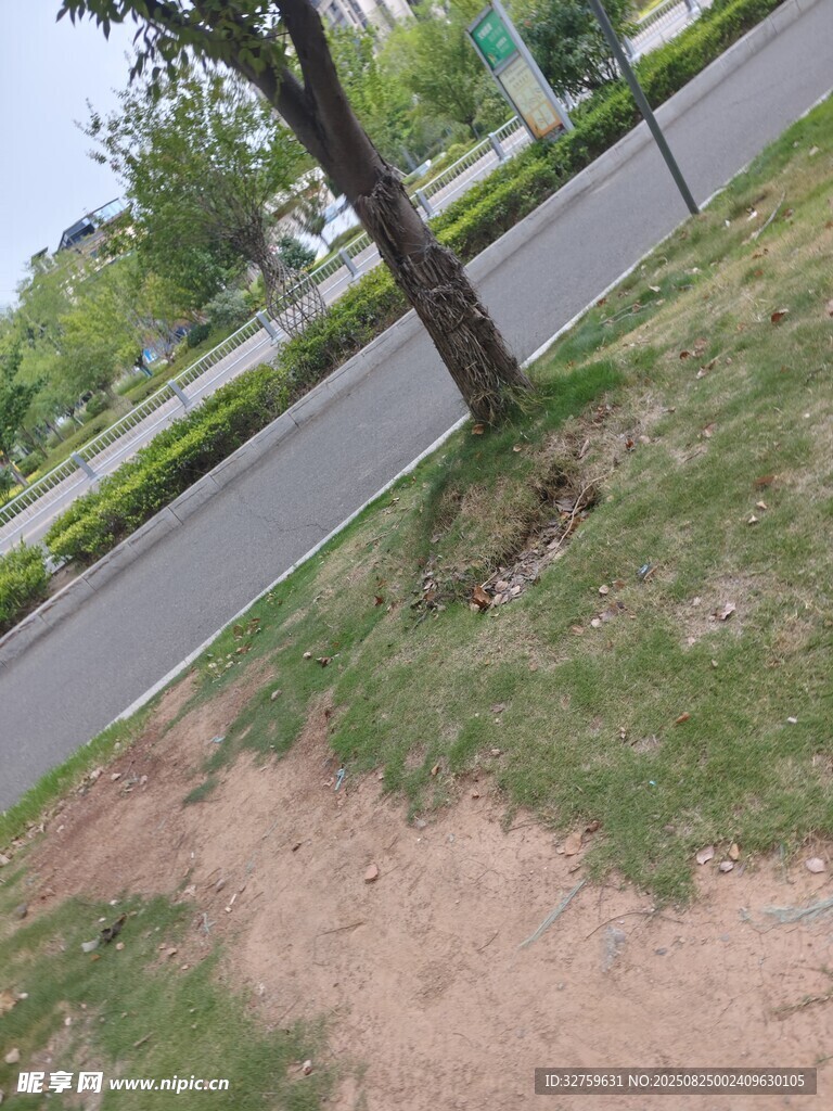 路边树木旁的草地与土路