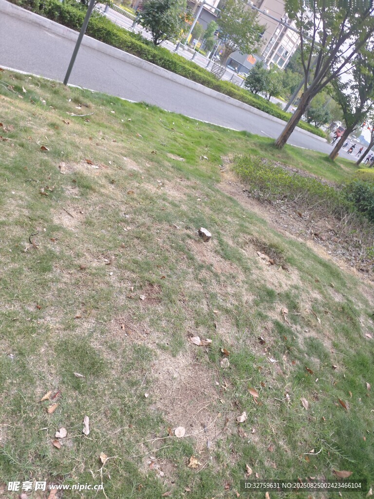 户外草地场景