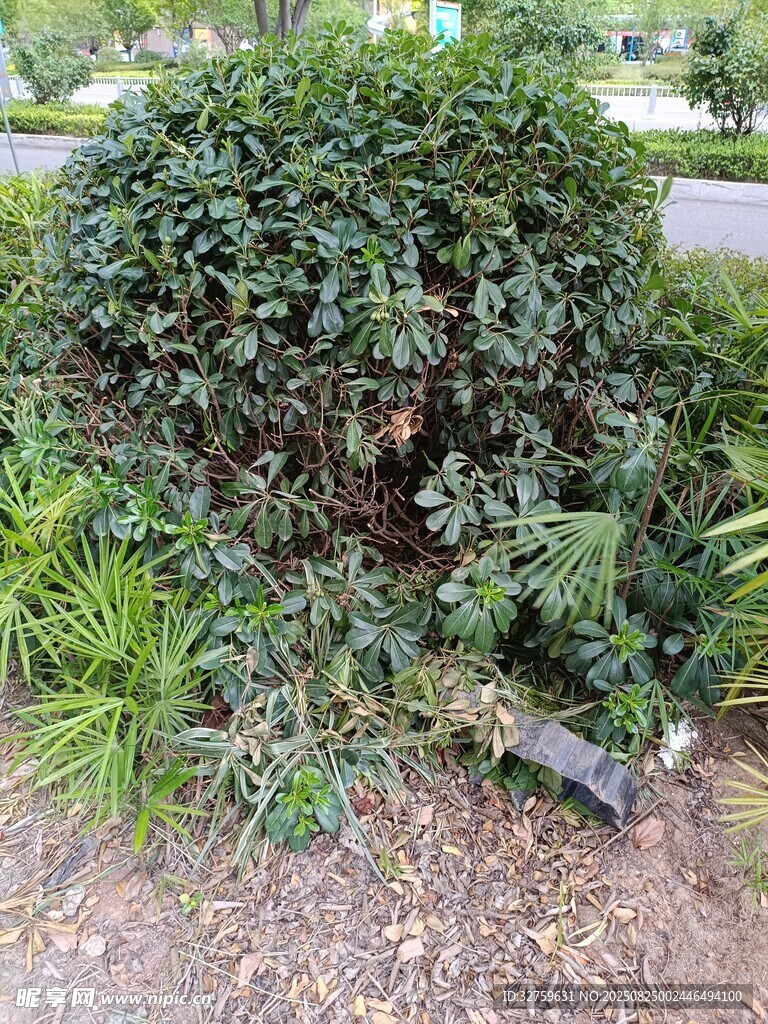 茂盛绿植景观