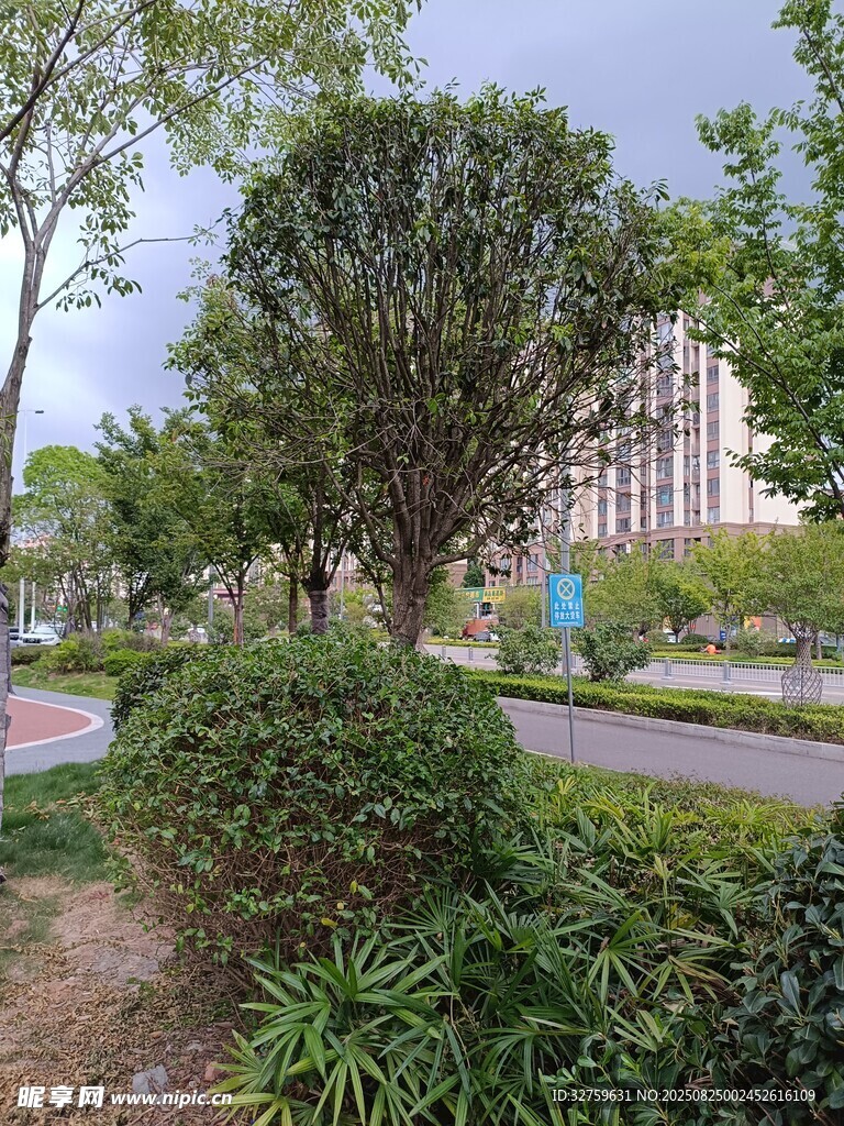 城市中的绿意盎然景观