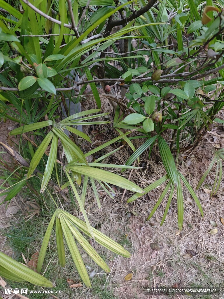 野外生长的翠绿植物