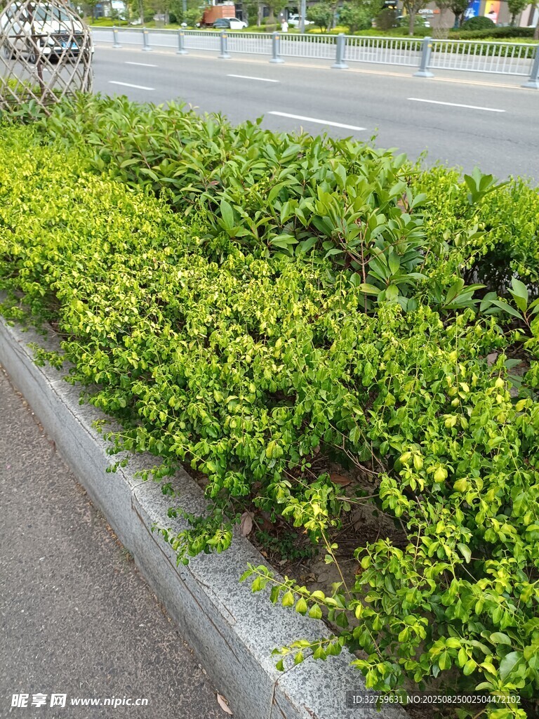 路边翠绿灌木丛景观