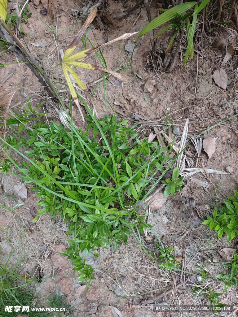 地面生长的嫩绿植物