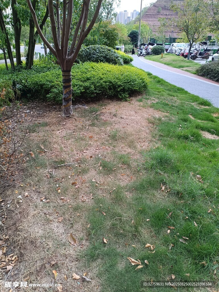路边绿意盎然的园林景观