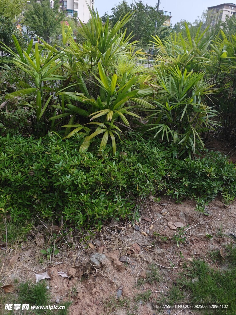 户外绿植景观