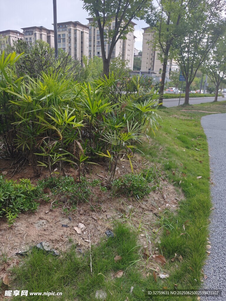 路边绿植景观