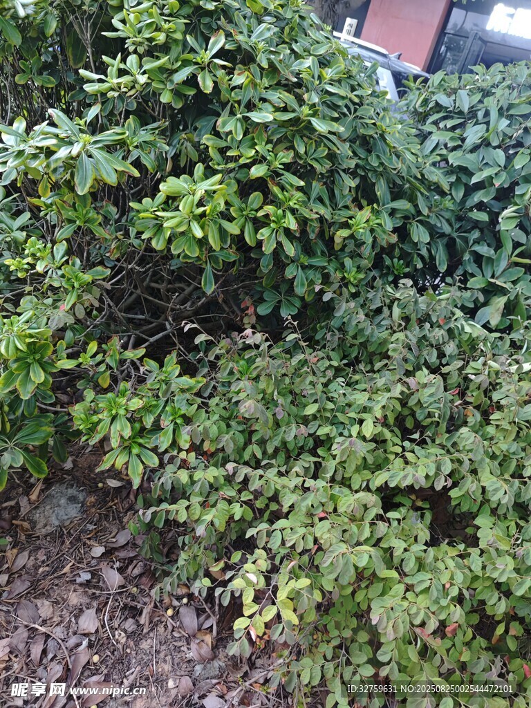 繁茂绿植景观