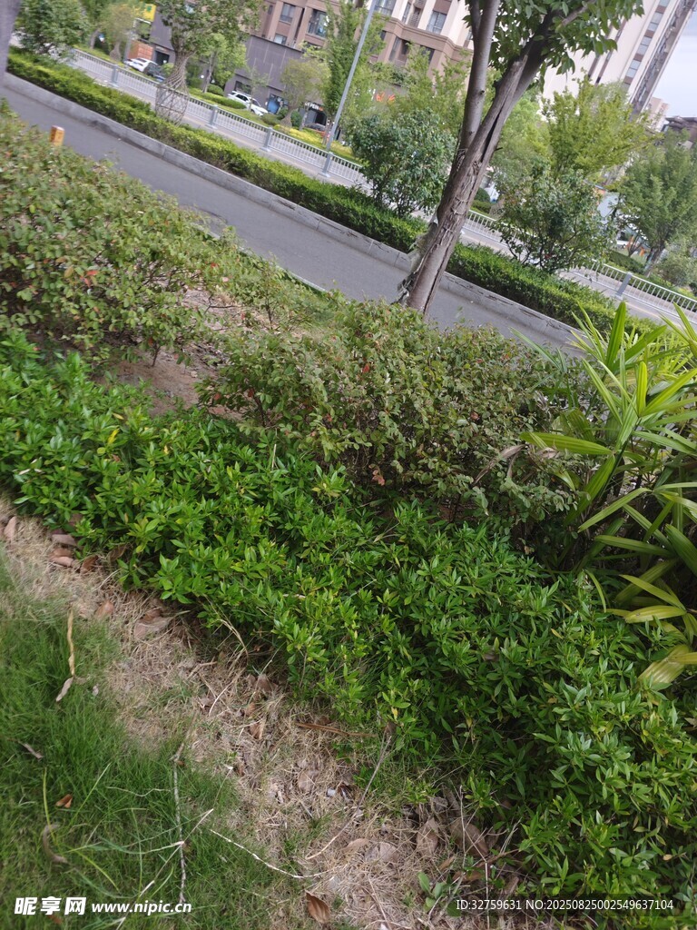 路边绿植景观