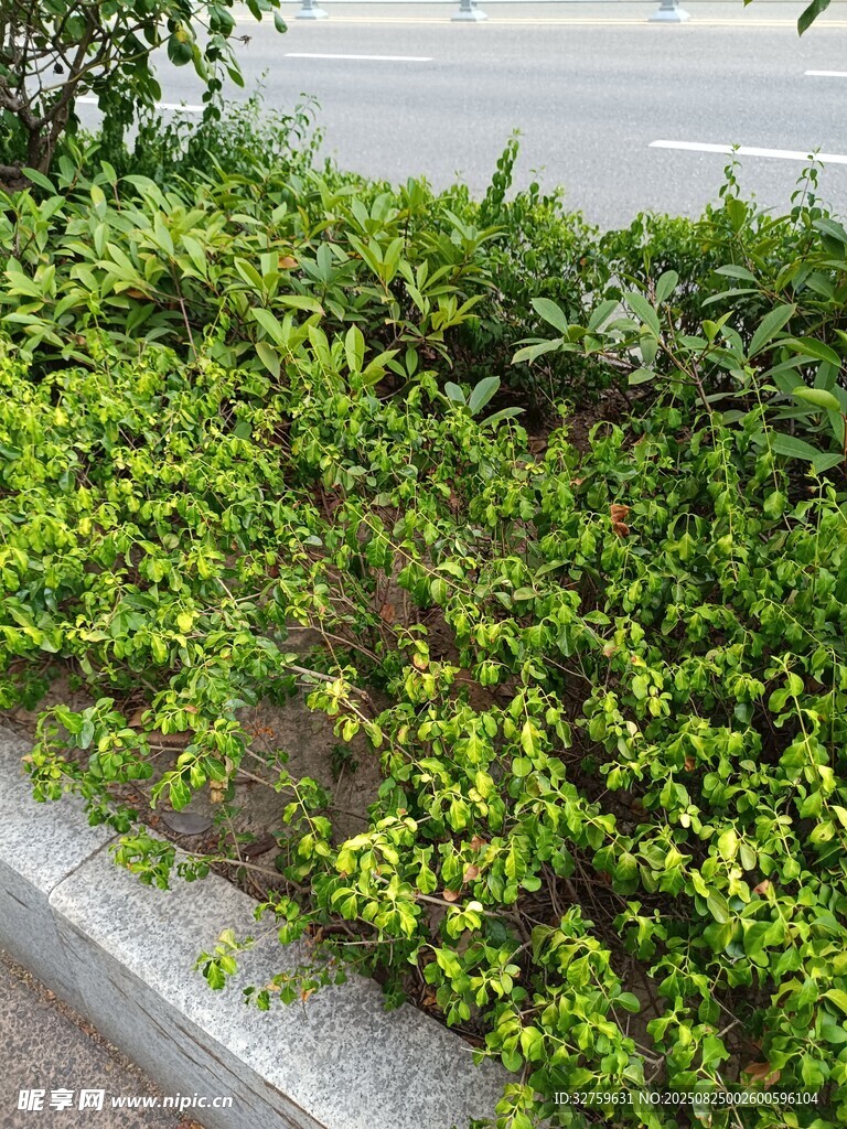 路边翠绿繁茂的植物景观