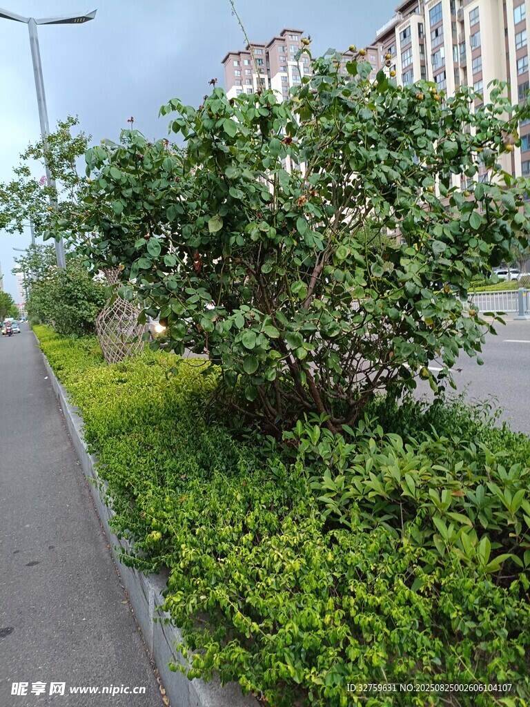 路边绿植景观