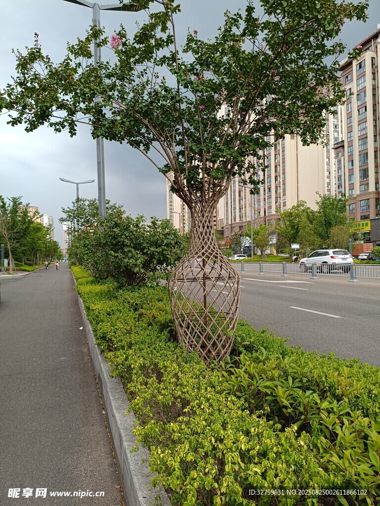 路边绿植景观