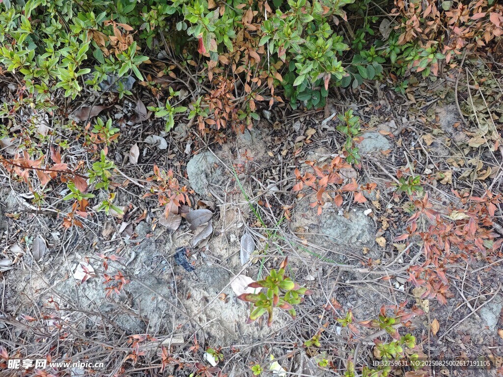 地面上的植物与碎石