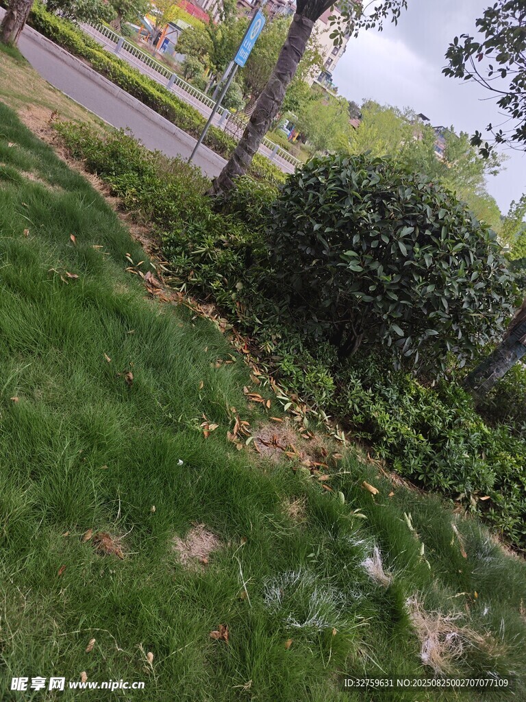 户外绿意盎然的草地景观