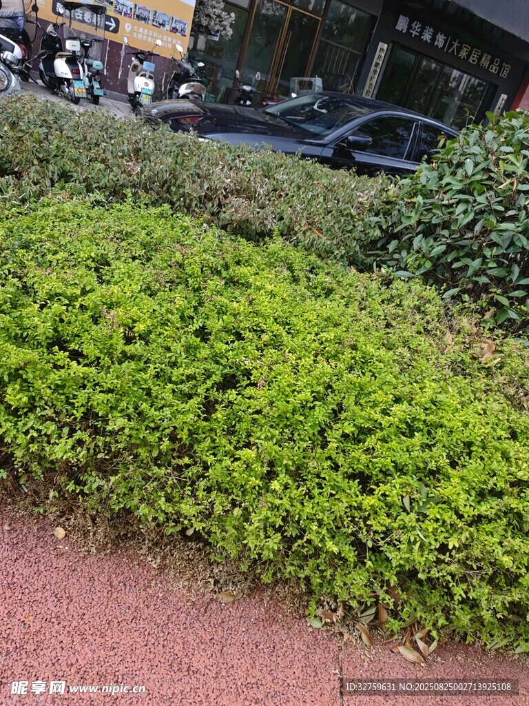 路边翠绿繁茂的灌木丛