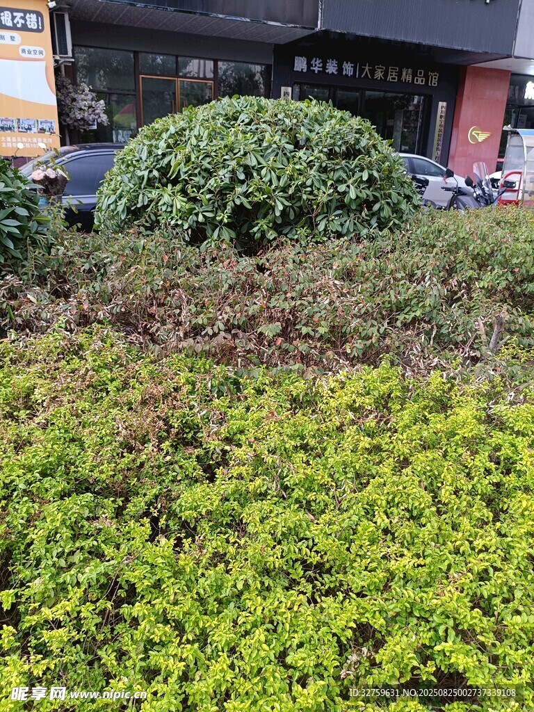 城市街边绿植景观