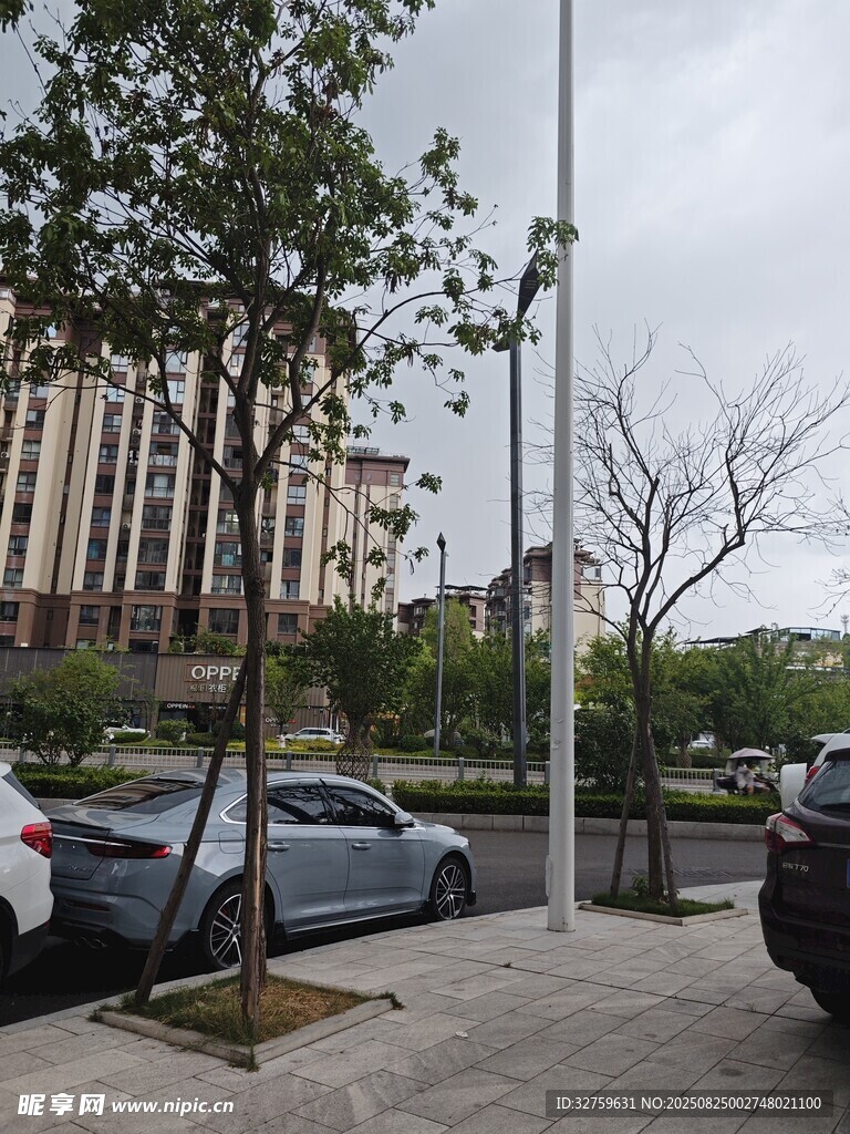 城市街道旁的树木与车辆