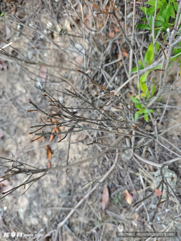 地面干枯植物与零星绿草