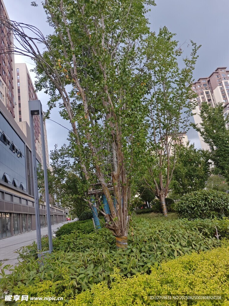 城市街边绿植景观
