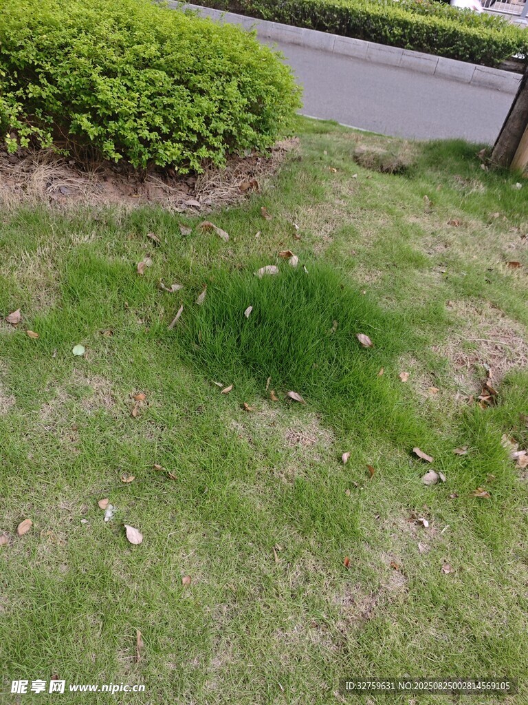 路边草地绿意盎然